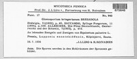 Discula kriegeriana image